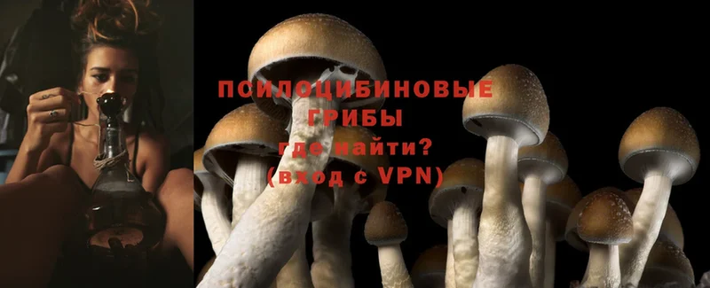 Псилоцибиновые грибы Psilocybine cubensis  где можно купить   Калязин 